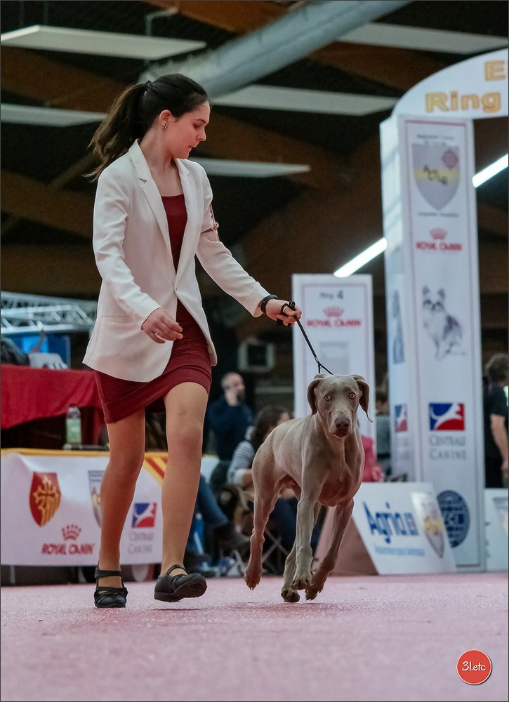 🇫🇷Exposition Canine Internationale de Perpignan. Photographe à Strasbourg | Portraits, Studio, Enfants, Événements