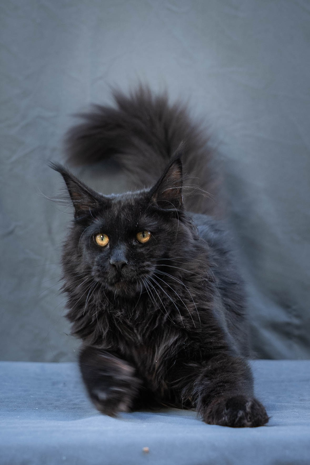 Senator Quora. Senator Cat — Maine Coon cattery