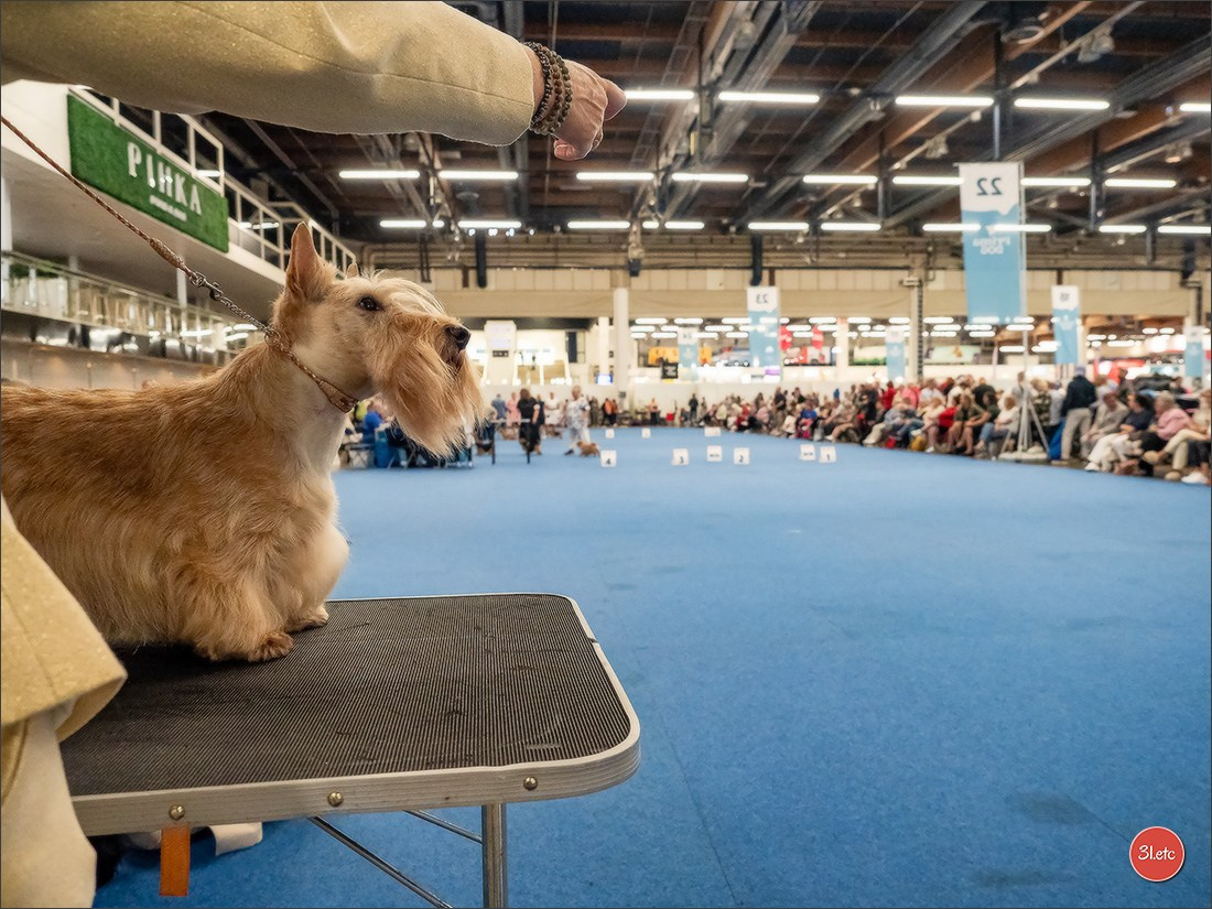 🇫🇮 WDS Helsinki 2025 🇫🇮. Photographe à Strasbourg | Portraits, Studio, Enfants, Événements