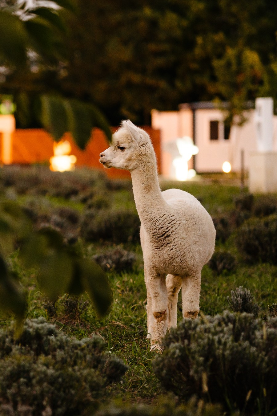 Fotografie Horeca. Fotograf Corporate Business