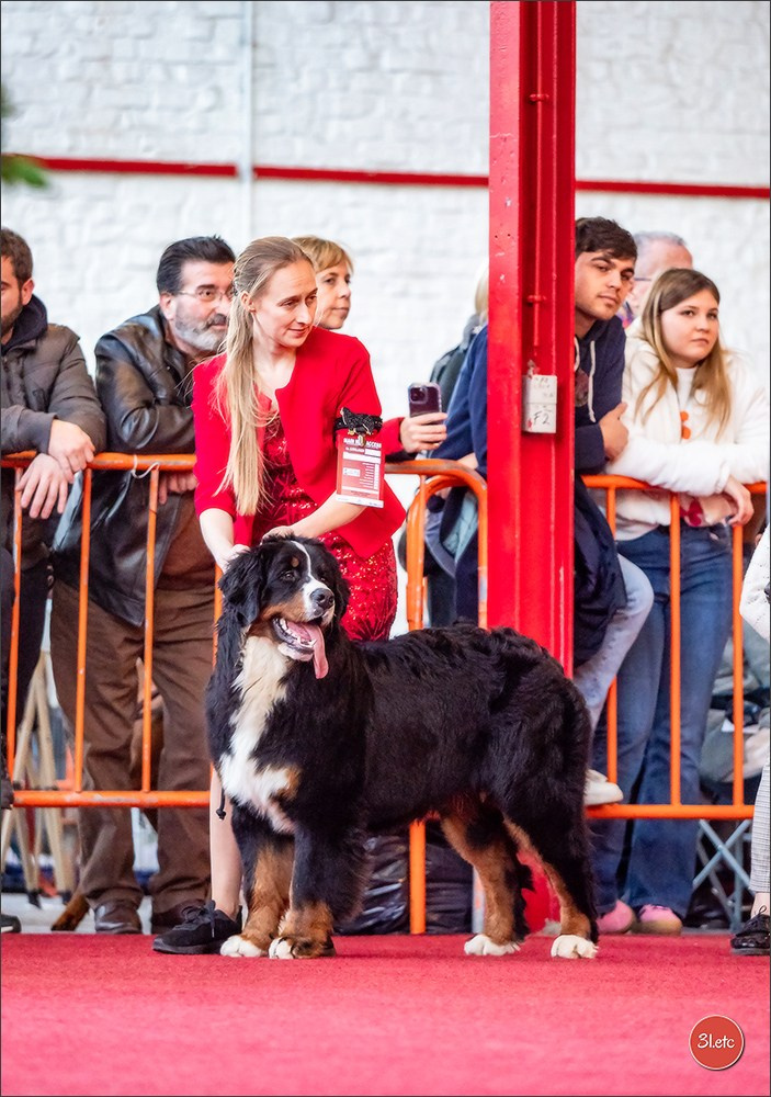 À l'exposition de Mouscron 🇧🇪 #dogshow #dogsphotography #expocanine #photopets #pets #dogs #aminalier #animals #mouscron #mouscron2025. Photographe à Strasbourg | Portraits, Studio, Enfants, Événements