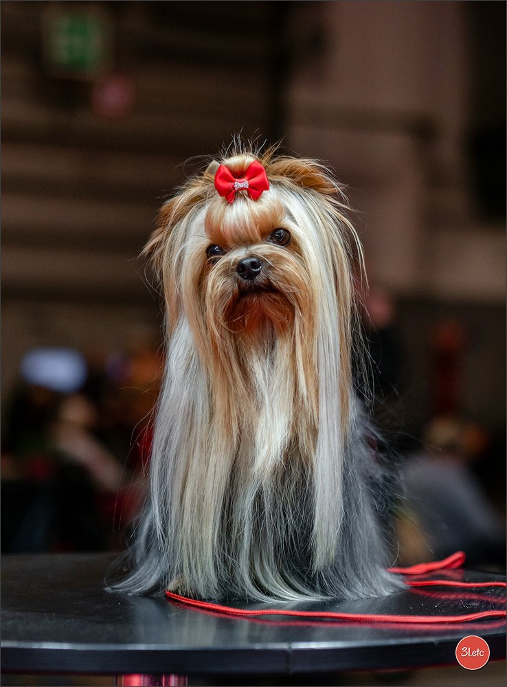 14-15.12.2024 Brussels Dog Show 🇧🇪. Photographe à Strasbourg | Portraits, Studio, Enfants, Événements