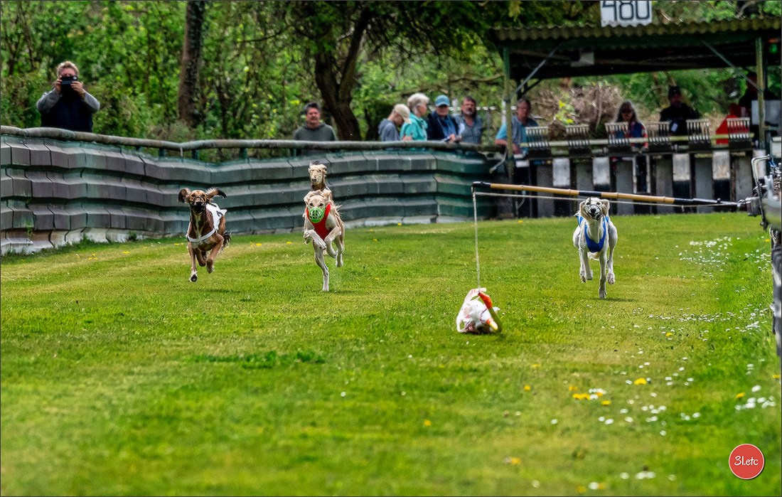 Der Windhund-Rennverein Kurpfalz e.V. (WRV-Kurpfalz) ist ein Windhundverein mit einer wunderschönen Anlage inklusive einer modernen Rasen-Re. Photographe à Strasbourg | Portraits, Studio, Enfants, Événements