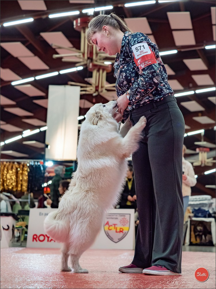🇫🇷  Perpignan Dog Show  🇫🇷  Expo canine  17-18/01/2026. Photographe à Strasbourg | Portraits, Studio, Enfants, Événements