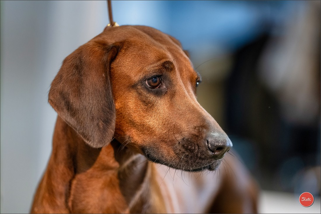 Photographie animalière. Photographe à Strasbourg | Les animaux, Portraits, Studio, Événements