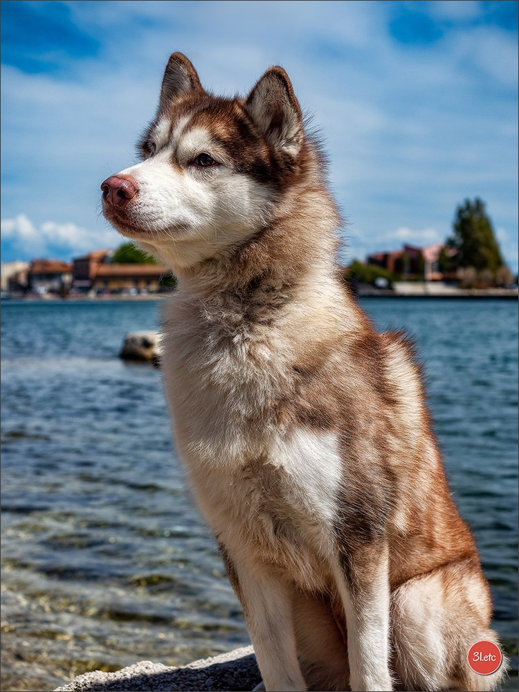 Expo canine 🇫🇷 Martigues  19-20/04/2025. Photographe à Strasbourg | Portraits, Studio, Enfants, Événements