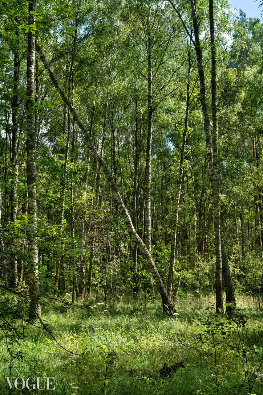 Сказка подмосковного леса. Суть фотографии в стиле изобразительного искусства