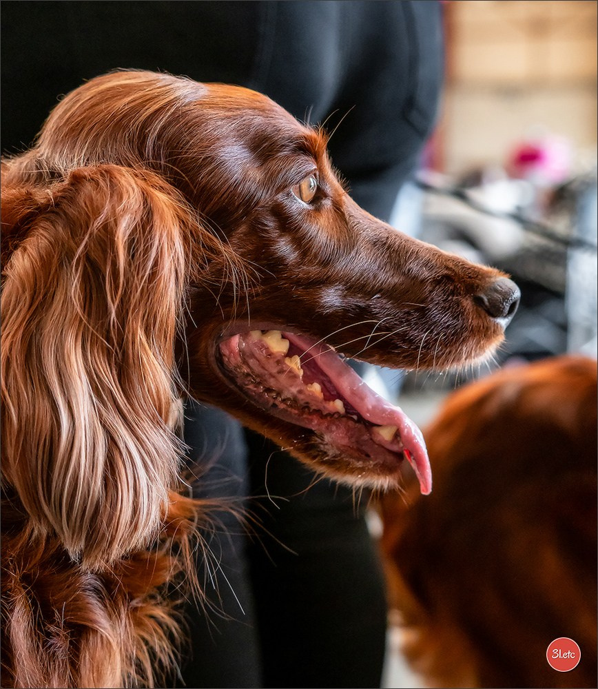 Exposition Canine à  Margny-lès-Compiègne 14-15/09/2024. Photographe à Strasbourg | Portraits, Studio, Enfants, Événements