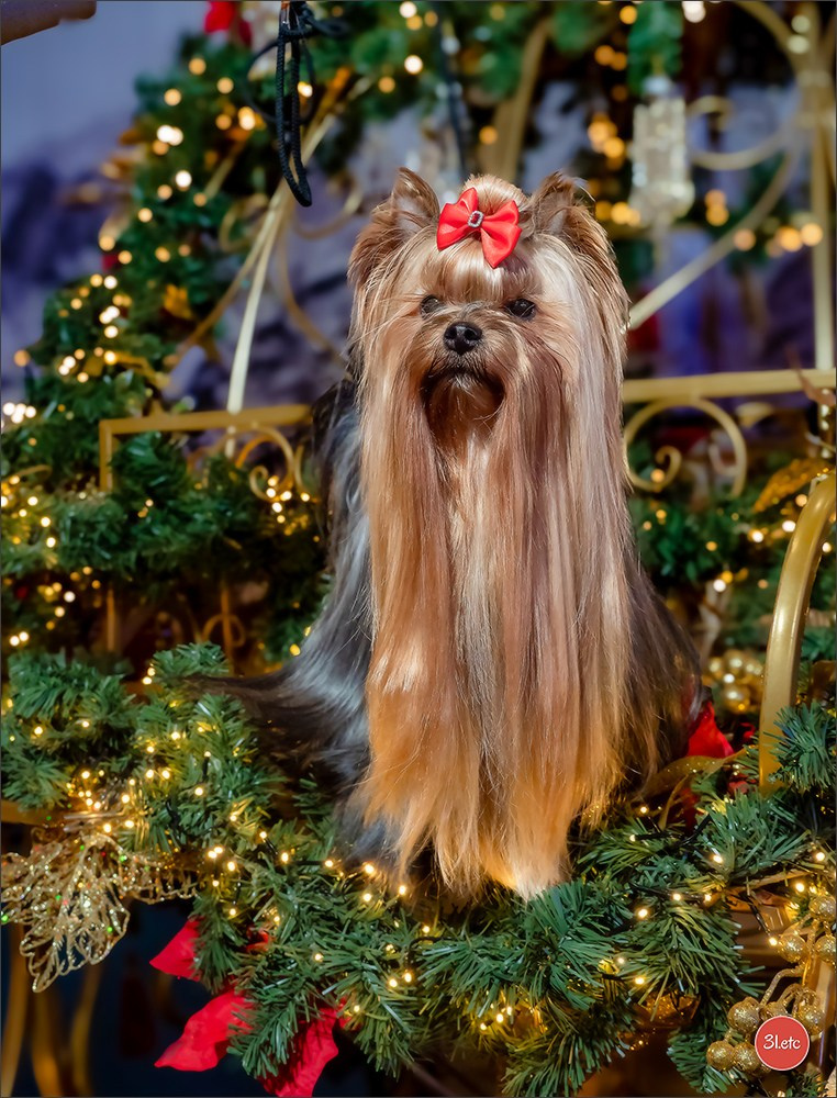 13-14.12.2025   🇧🇪   Brussels Dog Show. Photographe à Strasbourg | Portraits, Studio, Enfants, Événements