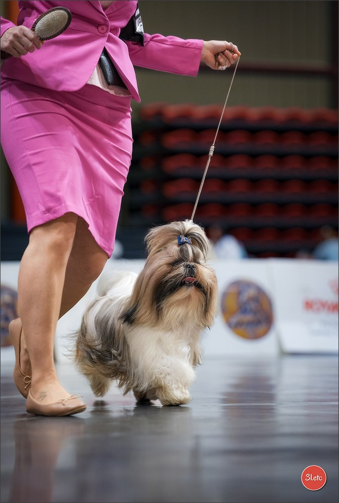 Expo canine 🇫🇷 Martigues 18-19/04/2026