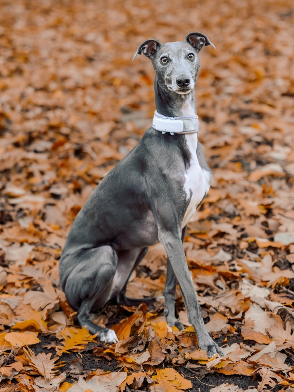 Autumn Dog Portrait Session in Rotterdam. Romantic & Soulful Photography by Natalia Olhova in Rotterdam