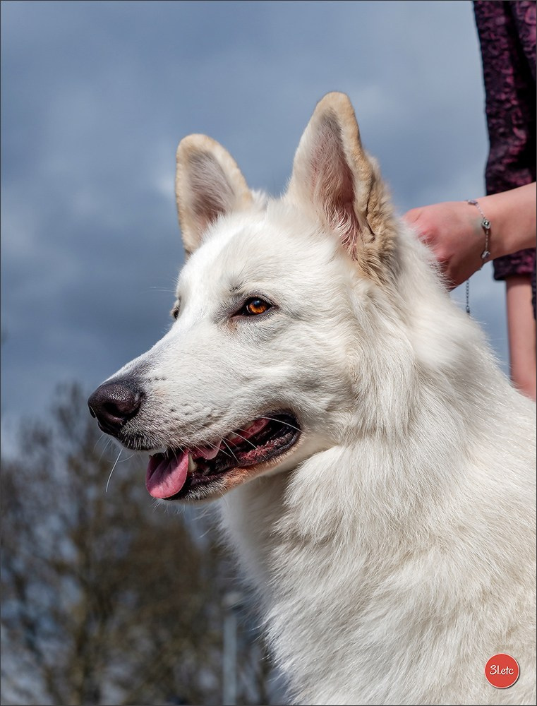 Dog Show Offenbourg  🇩🇪  14-15/03/2026. Photographe à Strasbourg | Portraits, Studio, Enfants, Événements