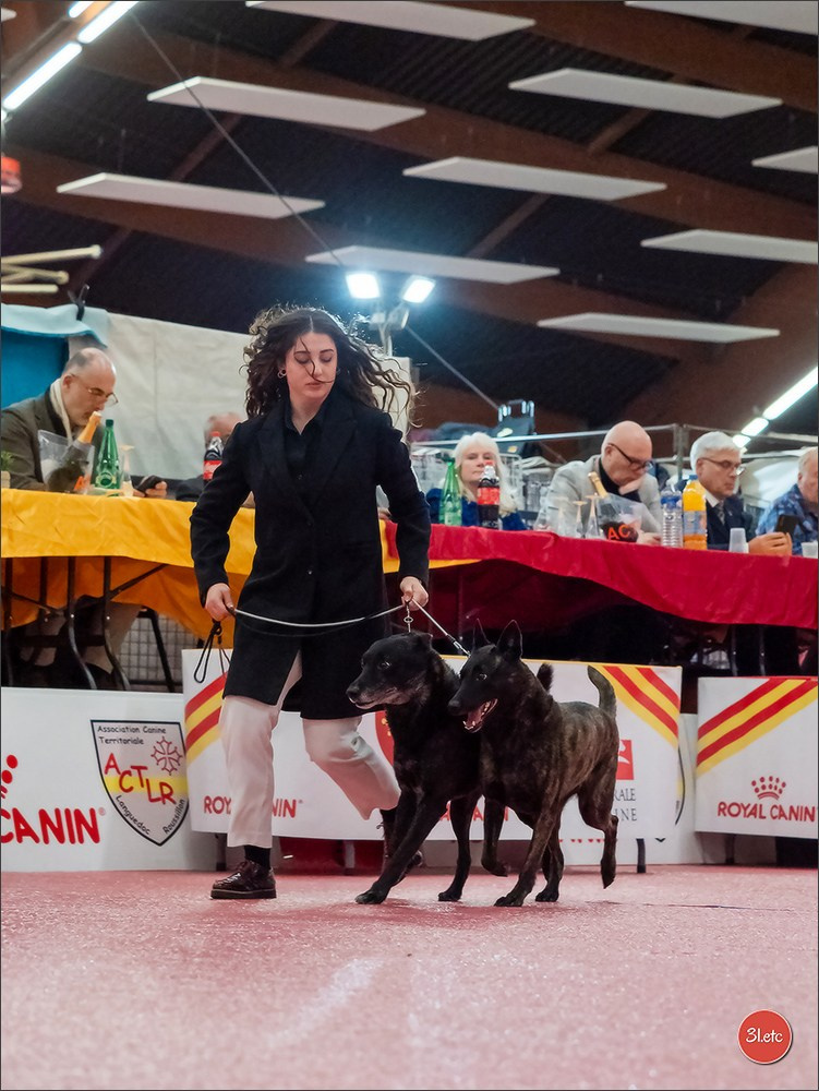 🇫🇷Exposition Canine Internationale de Perpignan. Photographe à Strasbourg | Portraits, Studio, Enfants, Événements