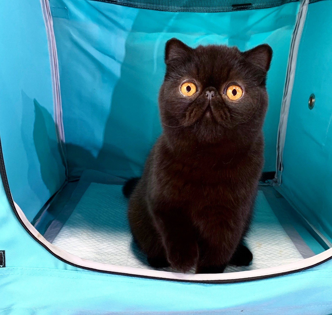 Sire: CH Latin Lover Ivanohe Dam: Miro Miss Dior