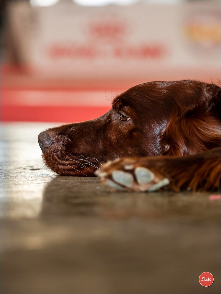 🇫🇷Exposition Canine Internationale de Perpignan. Photographe à Strasbourg | Portraits, Studio, Enfants, Événements