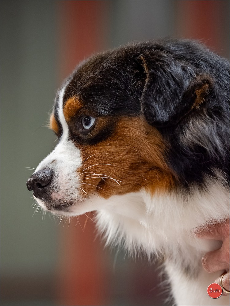 Expo canine 🇫🇷 Martigues  19-20/04/2025. Photographe à Strasbourg | Portraits, Studio, Enfants, Événements