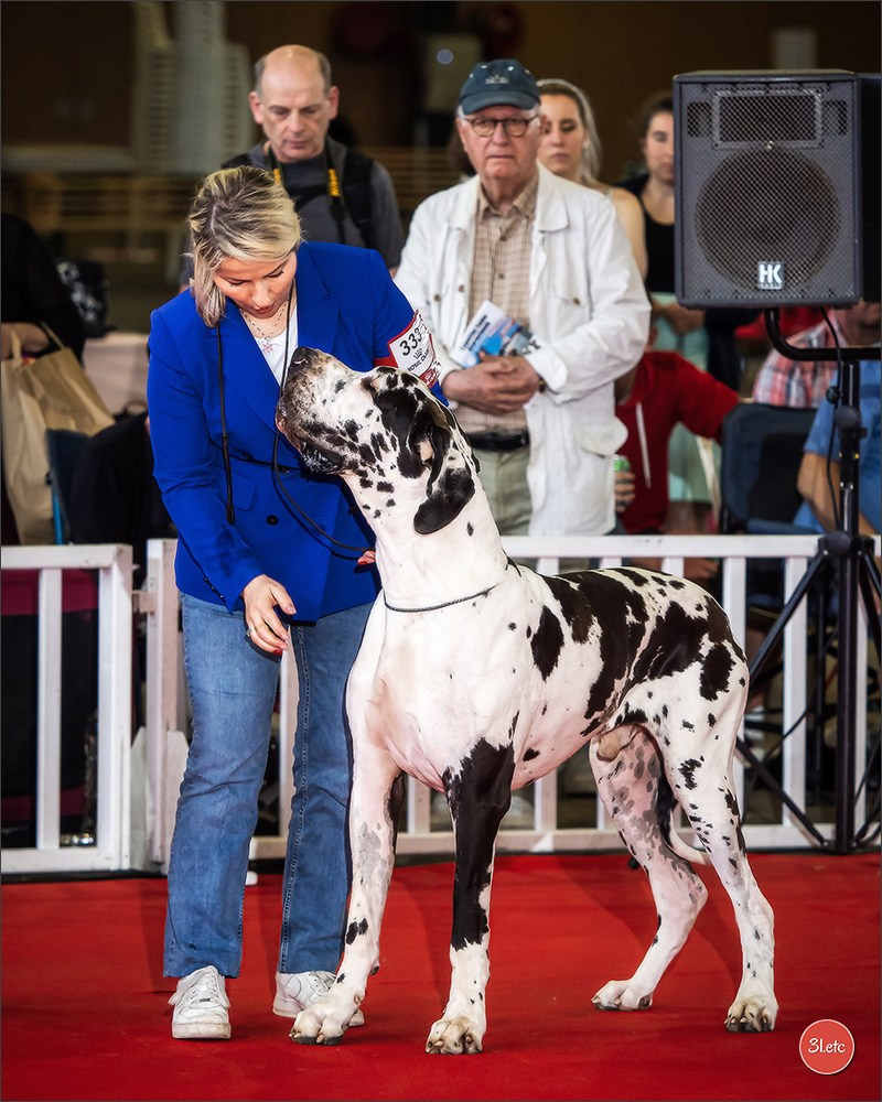 Expositions canines 14 avril 2024 Lyon. Photographe à Strasbourg | Portraits, Studio, Enfants, Événements