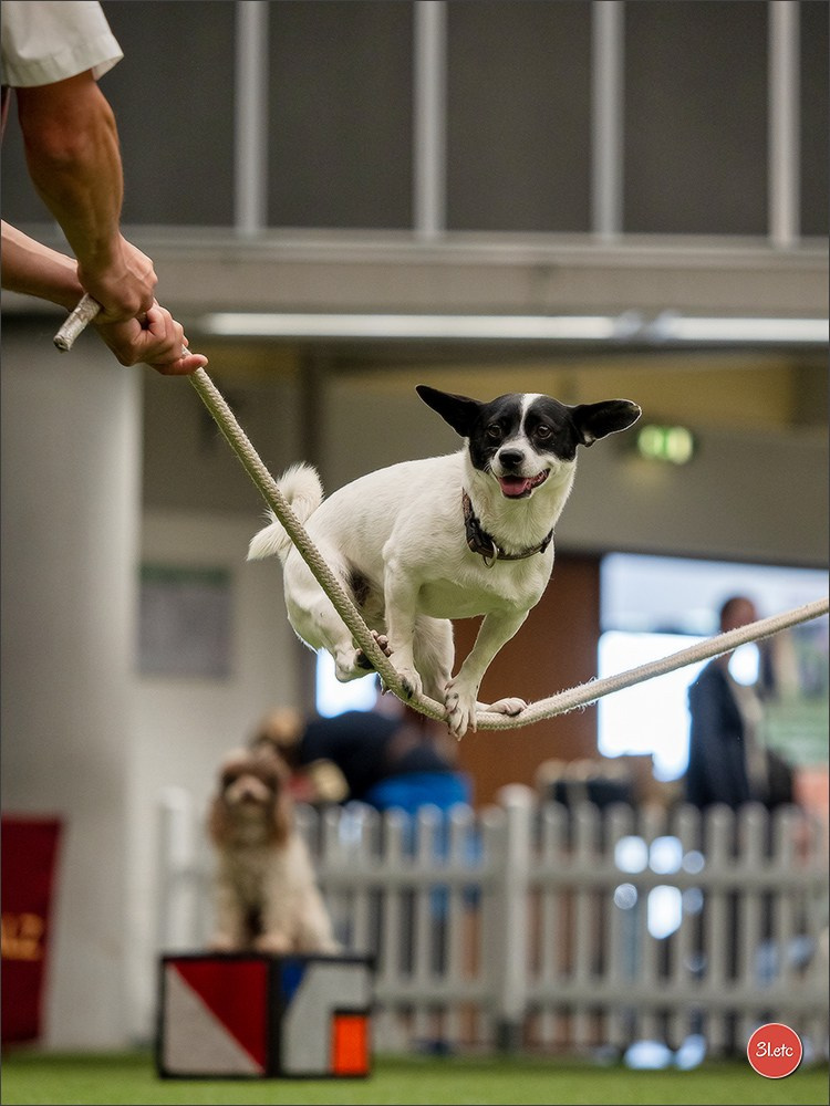 Dog Show Ludwigshafen  🇩🇪  16-17/08/2025. Photographe à Strasbourg | Portraits, Studio, Enfants, Événements