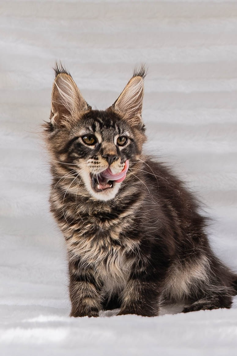 Senator Timber. Senator Cat — Maine Coon cattery