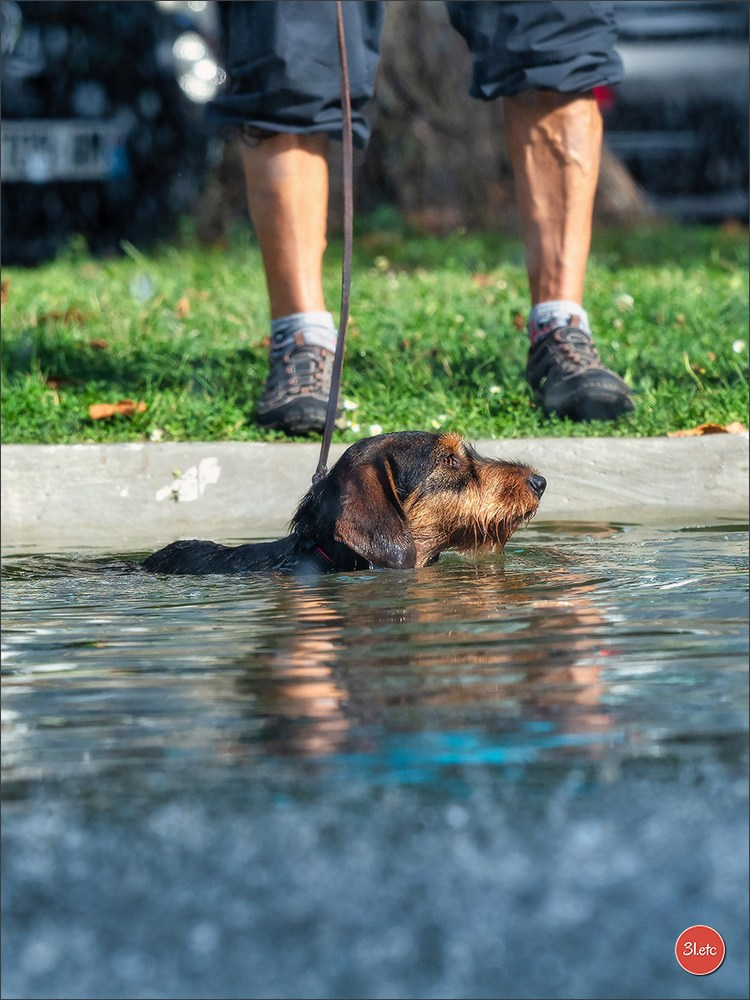 Teckels Parade Strasbourgeoise  Vous pouvez voir le galerie de photos. Photographe à Strasbourg | Portraits, Studio, Enfants, Événements