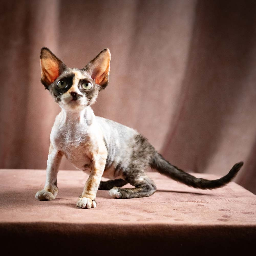 Polly, girl, born 02.11.26. Devon Rex Pixie Cattery