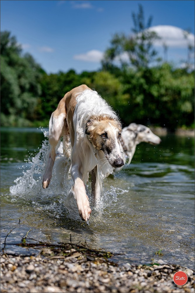 Dog Show - Hallbergmoos 🇩🇪 11-12/07/2026