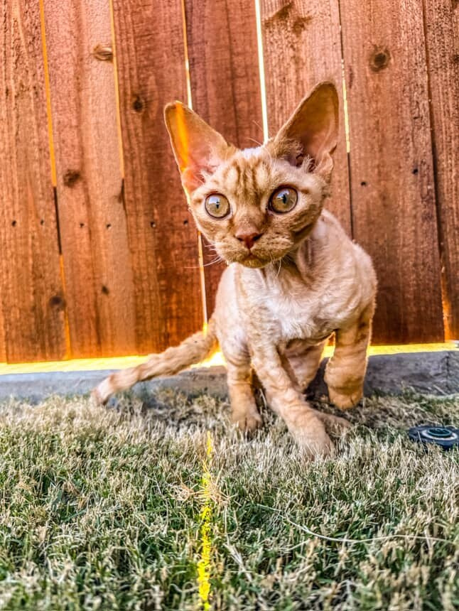 Dorito, boy, born on 06.06.24 SOLD. Devon Rex Pixie Cattery