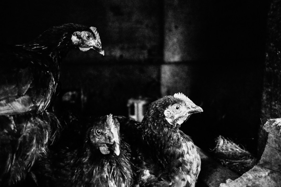 Its a passion to photograph the beauty of life itself. Murat Bostan Photography Documentary, Event and Portrait