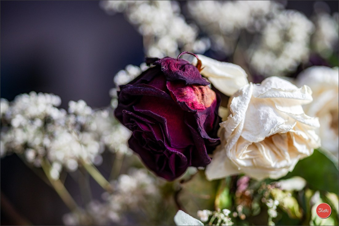Les fleurs fanées. Photographe à Strasbourg | Portraits, Studio, Enfants, Événements