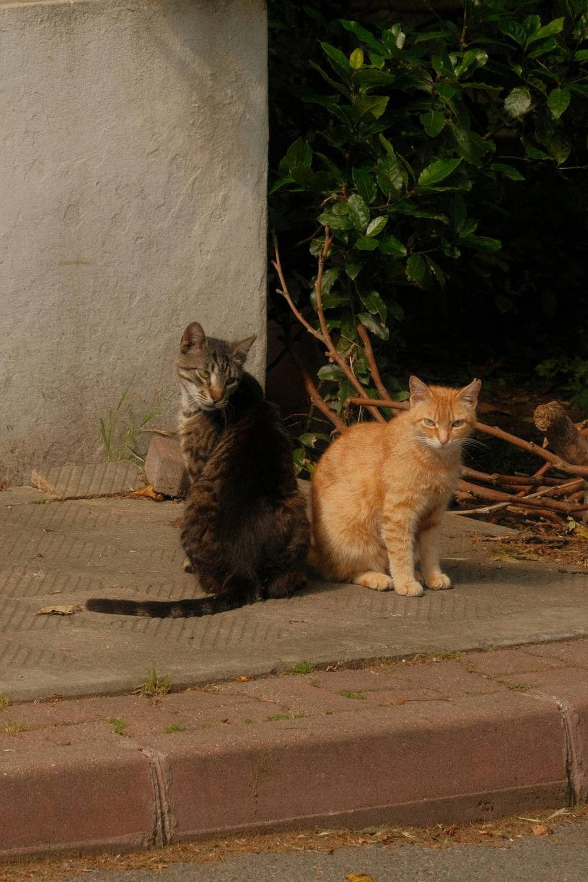 Выбор яхт: Istanbul