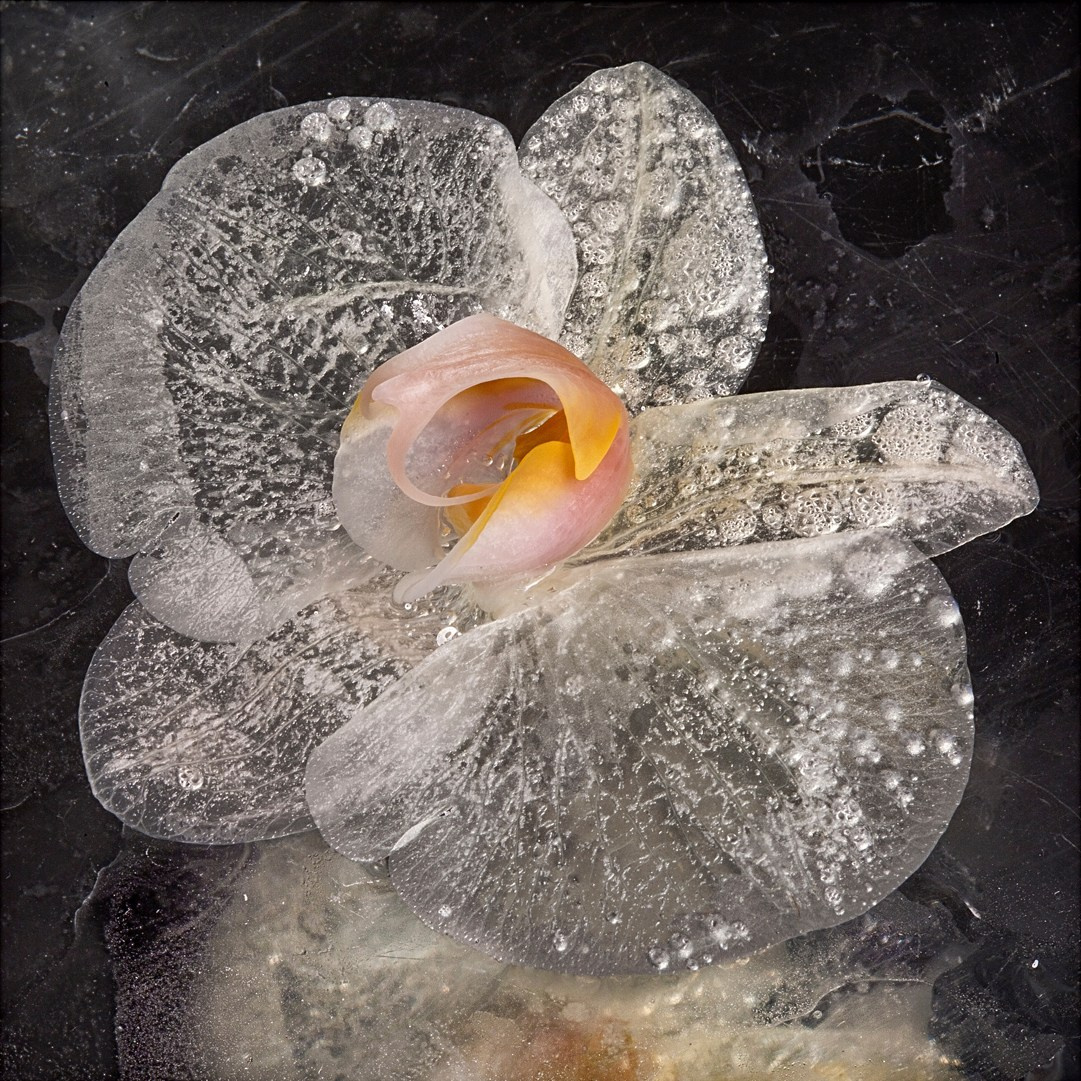 ALL RIGHTS RESERVED All images can be printed in 100 x 100 cm and 100 x 150 cm formats on the best fine art media. Other formats are available upon request. For further information, please contact the links on the main page of the site.