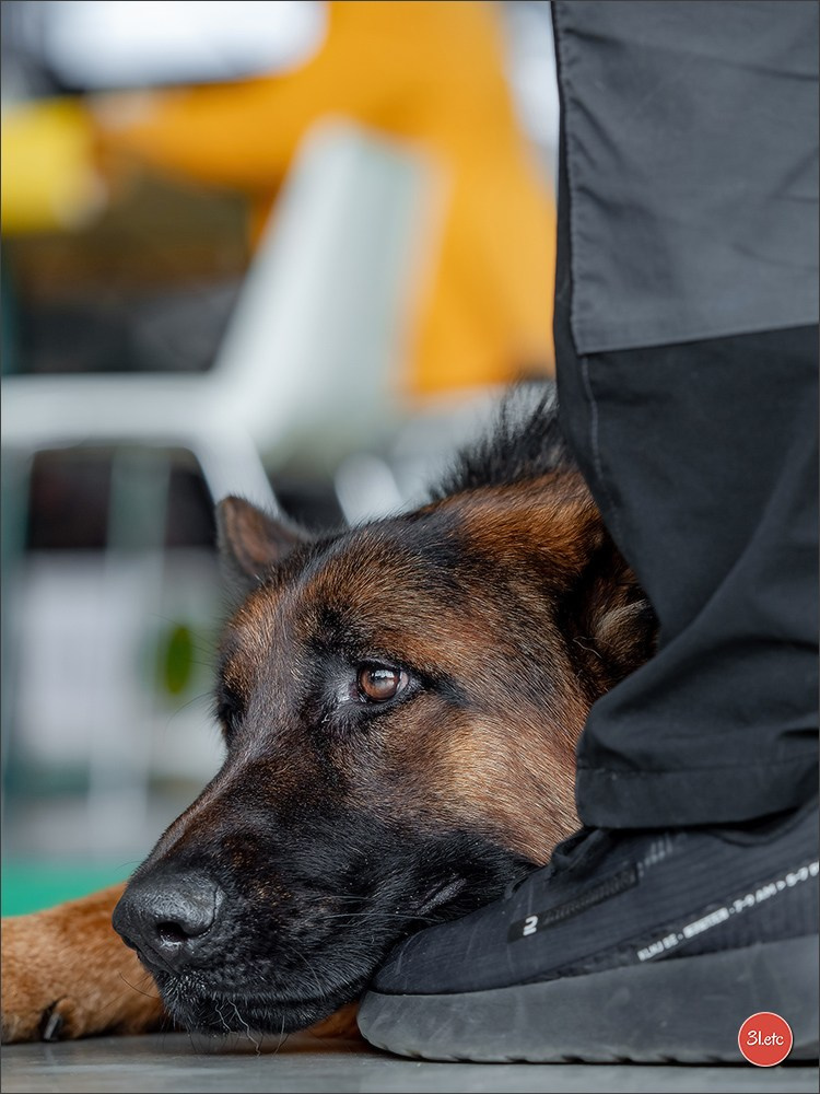 🇫🇷  Chalons en Champagne  🇫🇷  Expo canine  31/01-01/02/2026. Photographe à Strasbourg | Portraits, Studio, Enfants, Événements