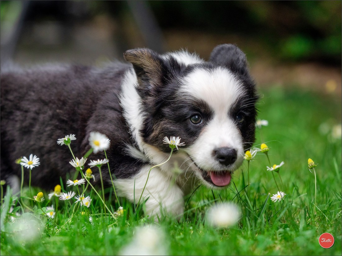 Puppies 03/06/2025. Photographe à Strasbourg | Portraits, Studio, Enfants, Événements
