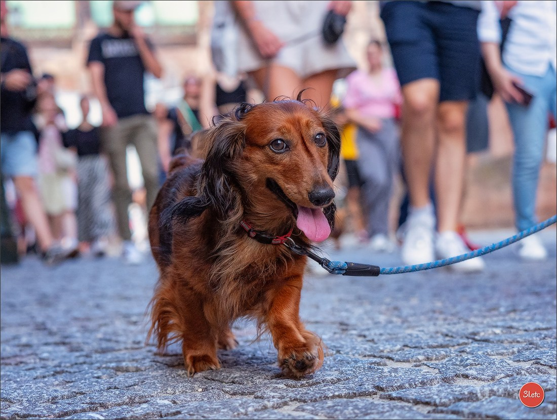 Teckels Parade Strasbourgeoise  Vous pouvez voir le galerie de photos. Photographe à Strasbourg | Portraits, Studio, Enfants, Événements
