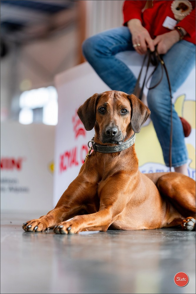 Expo canine 🇫🇷 Valence 02-03/05/2026