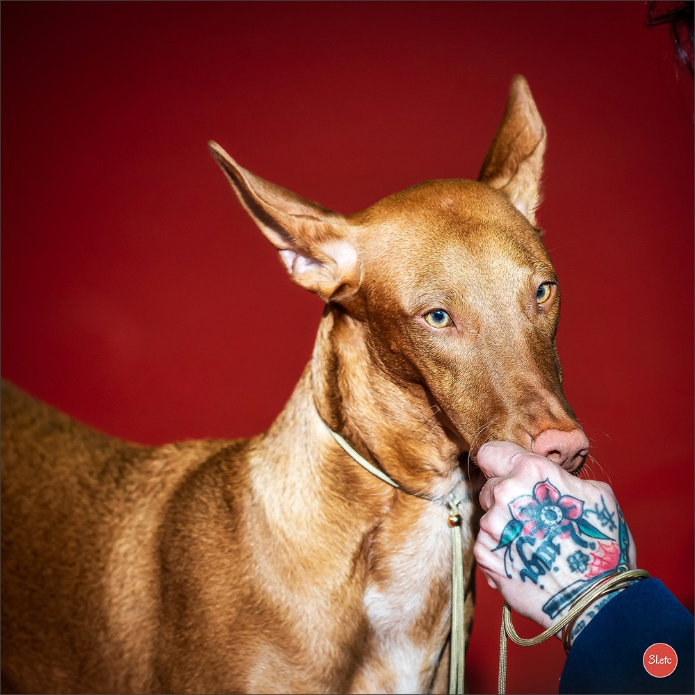 Photographie animalière. Photographe à Strasbourg | Portraits, Studio, Enfants, Événements