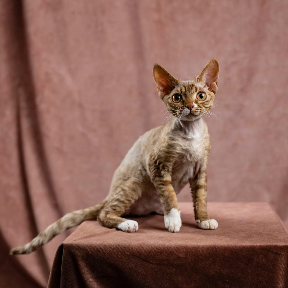 Yasia. Devon Rex Pixie Cattery