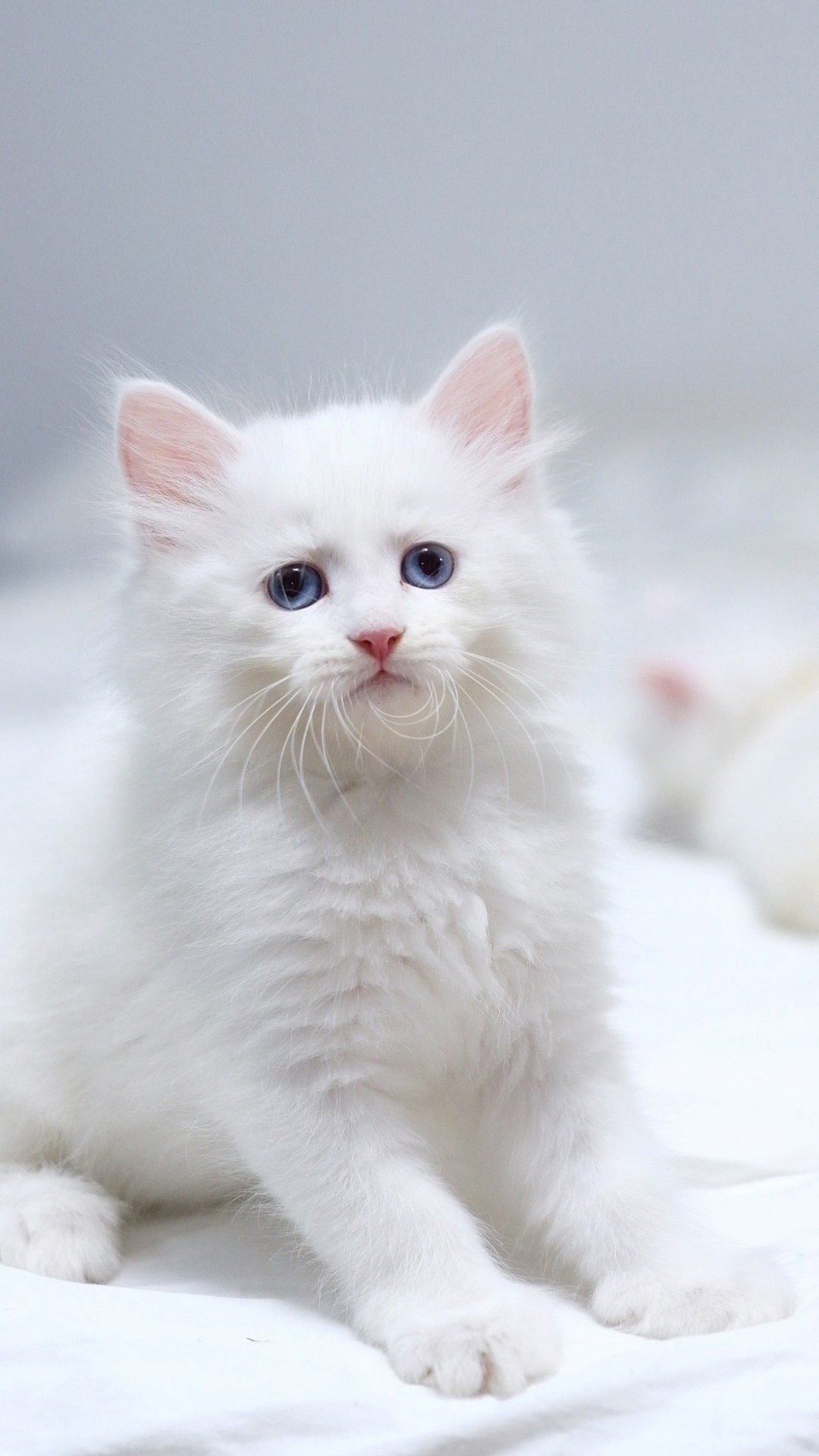 N-Alcor. SIBERIALIS: Katzenzucht von Sibirischen und Neva Masquarade Katzen