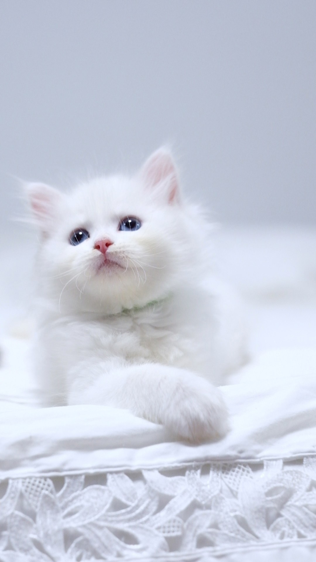 N-Bellatrix. SIBERIALIS: Katzenzucht von Sibirischen und Neva Masquarade Katzen