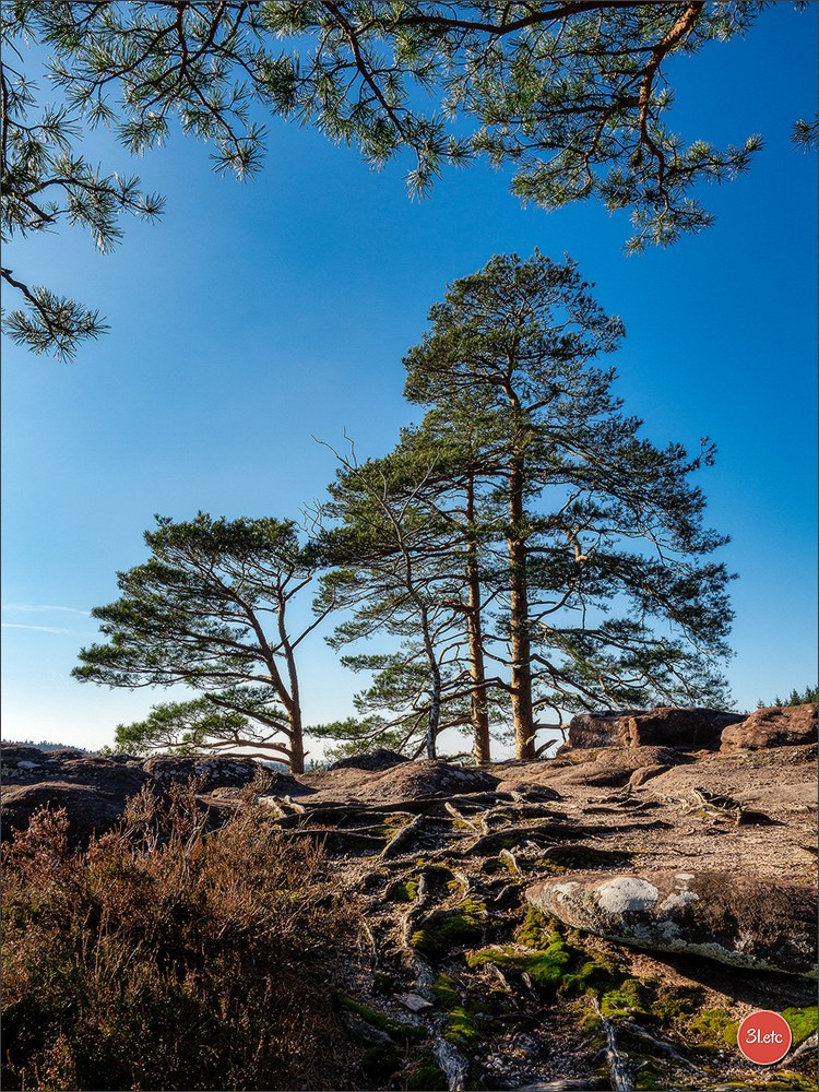 Une forêt, un rocher et un cimetière gallo-romain. Photographe à Strasbourg | Portraits, Studio, Enfants, Événements