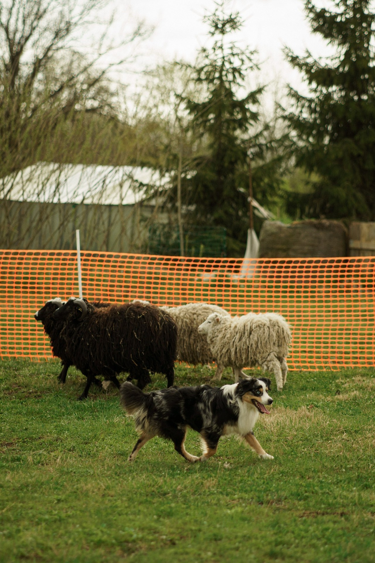 Testimonials. Kat Laisaar — Pet photographer in Tallinn