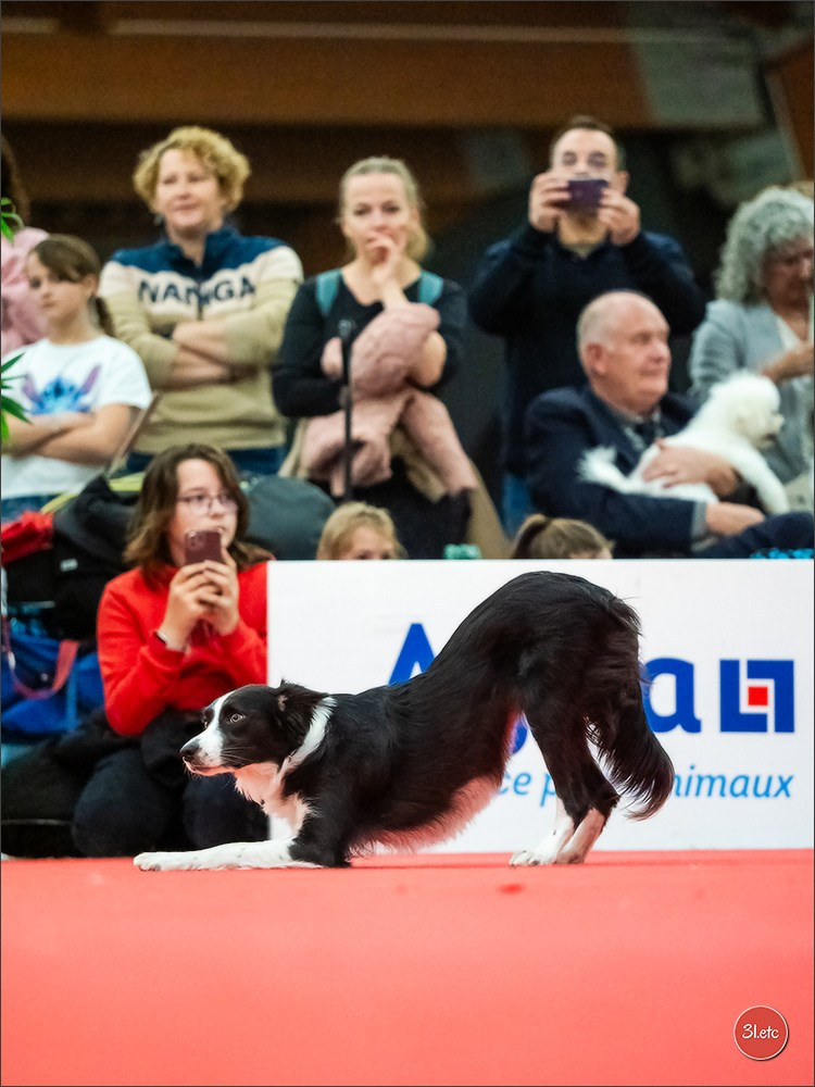 🇫🇷Exposition Canine Internationale de Perpignan. Photographe à Strasbourg | Portraits, Studio, Enfants, Événements