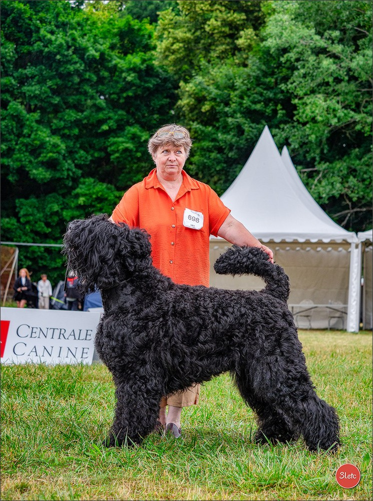 Championnat de France du chien de race  🇫🇷  DIJON (château de Brognon) 7-8/06/2025. Photographe à Strasbourg | Portraits, Studio, Enfants, Événements