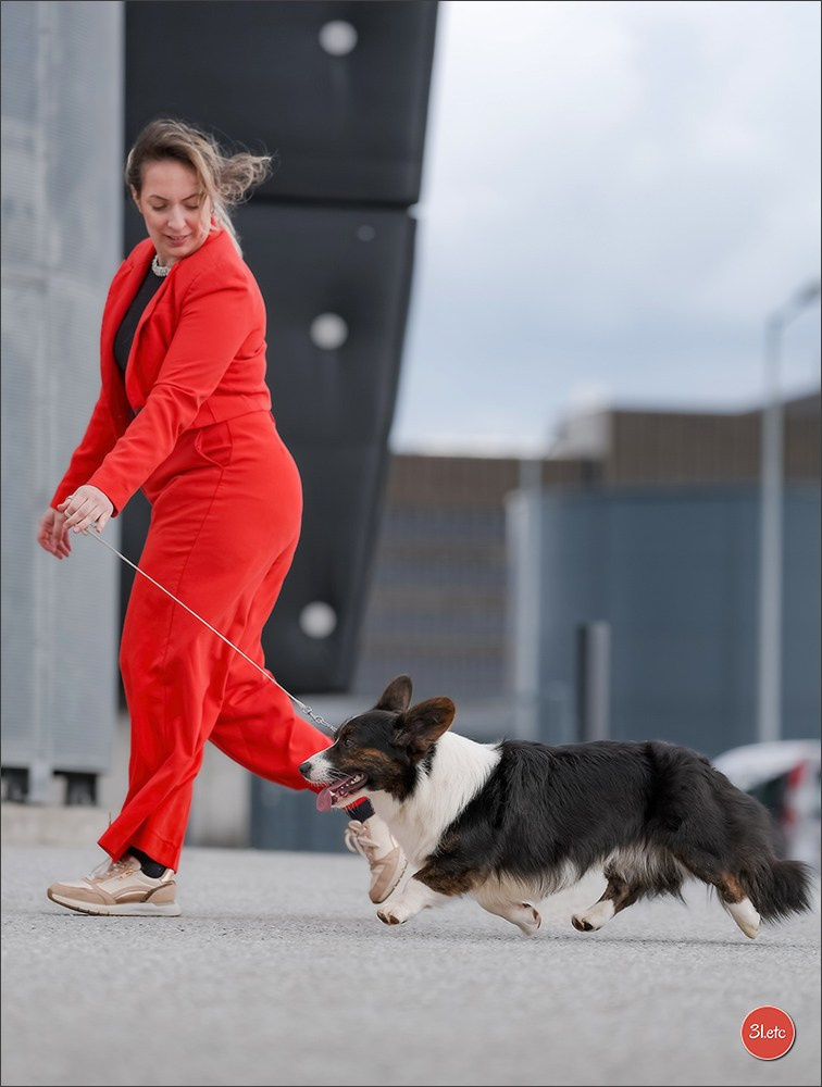 🇱🇺 LUXEMBOURG 🇱🇺 International Dog Show 4-5/04/2026. Photographe à Strasbourg | Portraits, Studio, Enfants, Événements