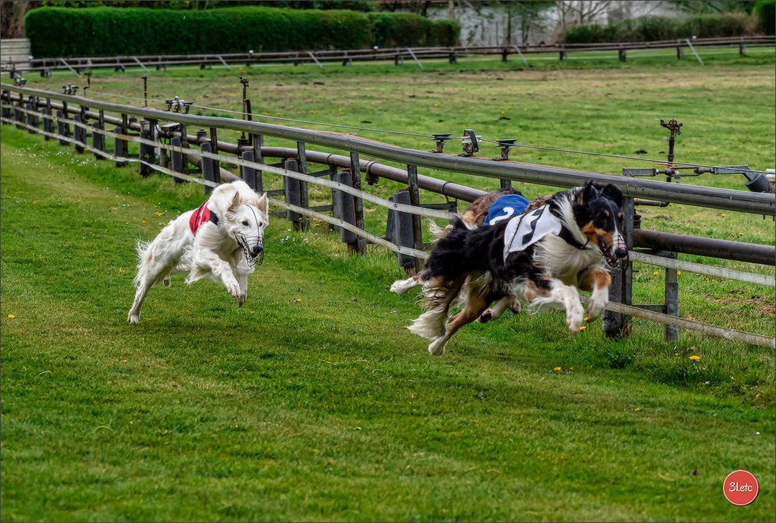 Der Windhund-Rennverein Kurpfalz e.V. (WRV-Kurpfalz) ist ein Windhundverein mit einer wunderschönen Anlage inklusive einer modernen Rasen-Re. Photographe à Strasbourg | Portraits, Studio, Enfants, Événements