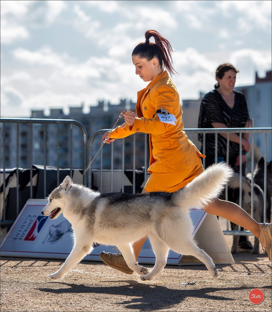 Expo canine 🇫🇷 Martigues  19-20/04/2025. Photographe à Strasbourg | Portraits, Studio, Enfants, Événements
