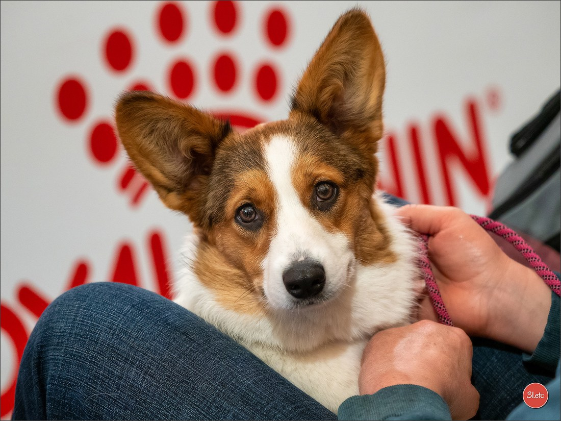 Expo canine  🇫🇷  Chateauroux 25-26/10/2025. Photographe à Strasbourg | Portraits, Studio, Enfants, Événements