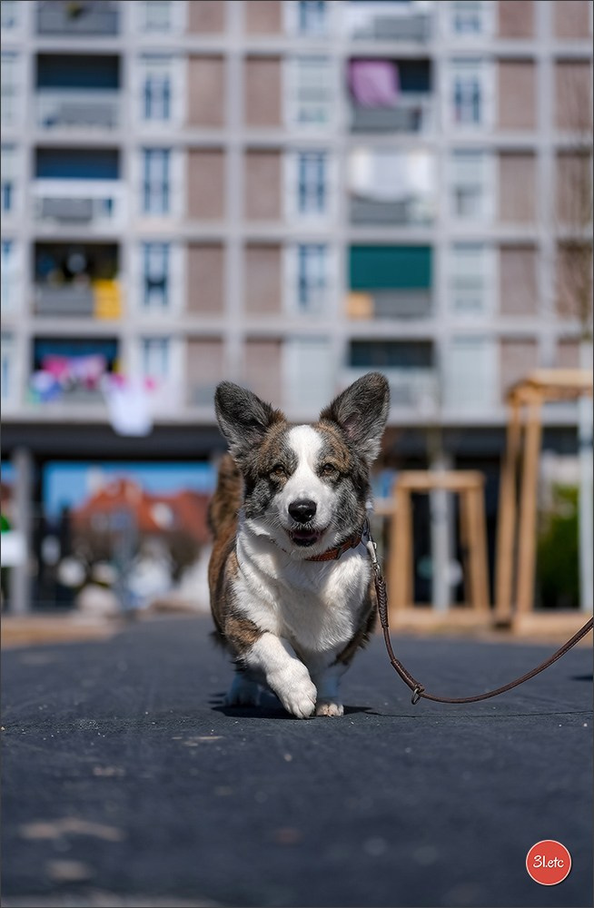 TEST ::: Sony Alpha 7 V (ILCE-7M5) 70-200mm f/2.8 GM II OSS. Photographe à Strasbourg | Portraits, Studio, Enfants, Événements