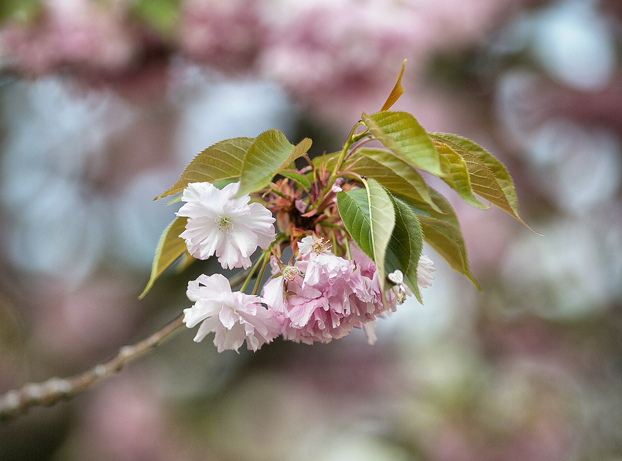 Vanya & Olya – Love story from Paris (4.13.2012). Emin Kuliyev — Award-Winning Wedding Photojournalist NYC & USA | Best Wedding Photographer Known for Candid, Timeless Moments