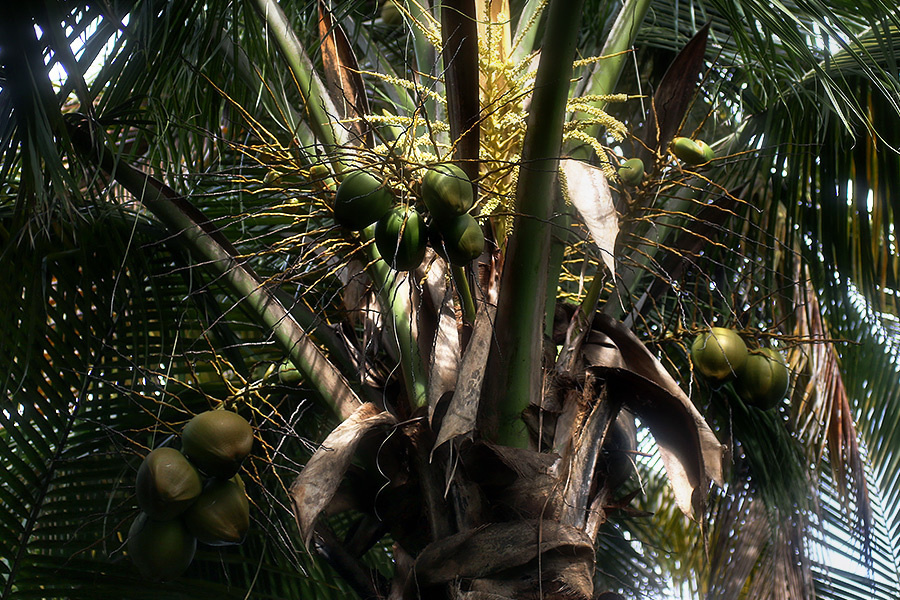 David & Leila (Puerto Rico) – Day 3 (July 28, 2013) Beach party. Emin Kuliyev — Award-Winning Wedding Photojournalist NYC & USA | Best Wedding Photographer Known for Candid, Timeless Moments